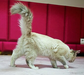 Ragdoll - 4