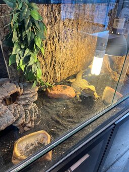 Agama bradata + terarium+skryna - 4