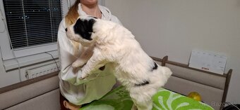 Stredoázijsky ovčiak - 4