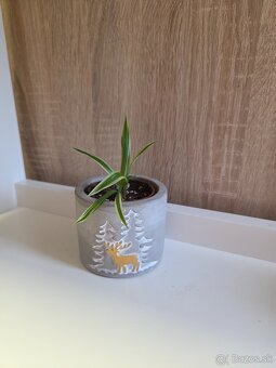 Izbové rastliny - 4