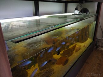 Predám akvárium s cichlidami - 4