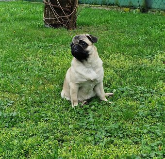 Predam Mops steniatko - 4