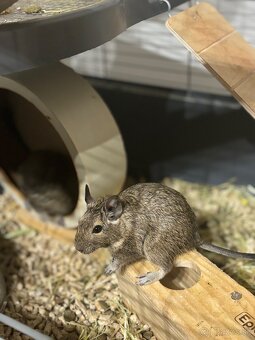Darujem samičky osmaka degu - 4