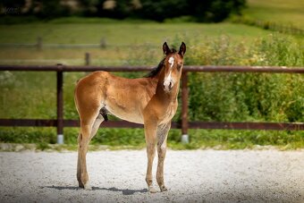 Bay hřebec American Quarter Horse, reining původ, matka s PE - 4