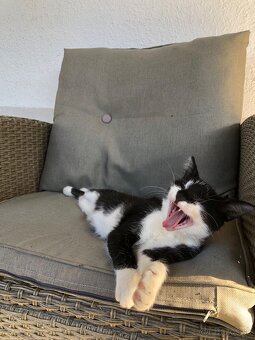 Darujem mačiatko - 4