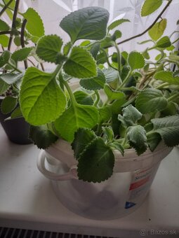 Nádchovník, rýmovník - 4