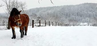 Ťažný žrebec - 4