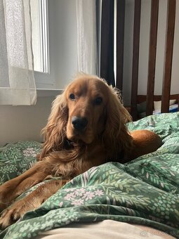 Anglicky kokeršpaniel na krytie - 4