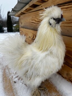 Kohút hodvabničky (Silkie) - 4