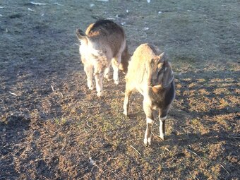 Predam capki 7 miesacy - 4