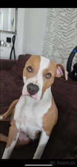 Red nose Pitbull - šteniatko - 4