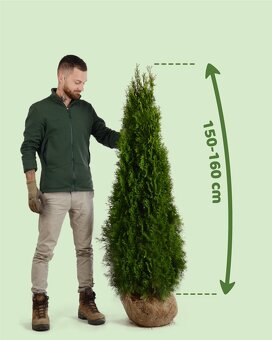 TUJE SMARAGD 220-250cm AKCIA 25€ - 4