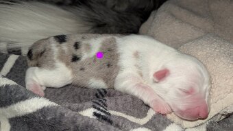 Border colia- blue merle - 4