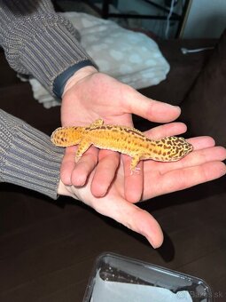 Gekončík nočný - eublepharis macularius - 4