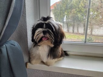 Šteniatka shih tzu s PP - 4