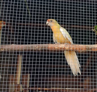 Rozela,, Mutácie Rosela. Pomaranče - 4