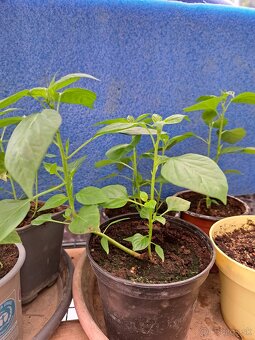 Predám priesady chilli papričiek - 4