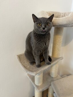 Britské mačiatka - 4