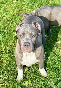 American Bully s PP - 4