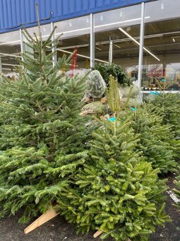 Donáška vianočných stromčekov až k vám domov - 4