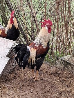 Maranska a vlaška oranžovokrká - 4