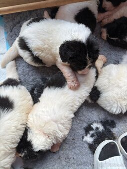 Na predaj šteniatka plemena Landseer - 4