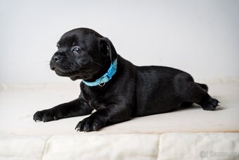 Staffordshire bullterrier - 4
