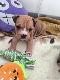 American bully pocket - 4