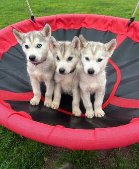Steniatka sibirsky husky - 4