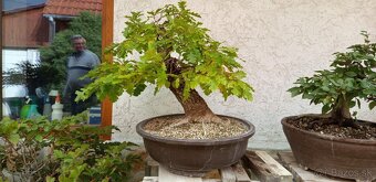 bonsai,bonsaj-DUB 7 - 4