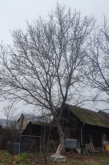 Predám orechové drevo - 4