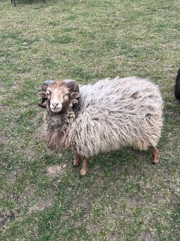 Quessantsky mini barancek 2ks - 4