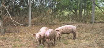 Predám prasiatka 40kg - 4