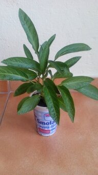 Predám rastlinky- Pepino-Gold - 4