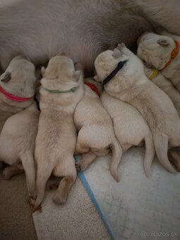 Labrador retriever -šteniatka s PP - 4