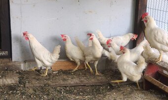 Predaj kuriatok Araukany a Leghorn - 4