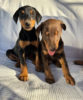 Doberman - 4