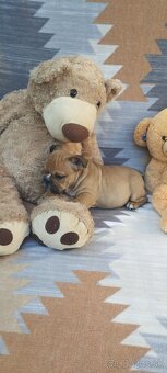 Anglický bulldog - 4