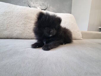 Predám šteniatka POMERANIANA - 4