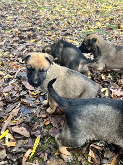 Predám šteniatka - 4