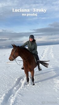 Mladá kobyla vhodná do športu - 4