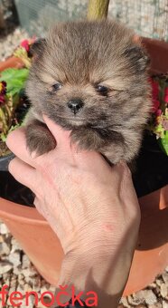 Pomeranian Boo mini - 4