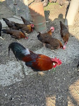 Predám nasadove vajcia Vlaska jarabicia - 4