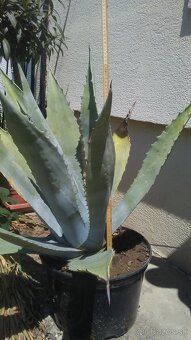 Agave americká - 4