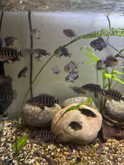 PARACHROMIS MANAGUENSIS - 4