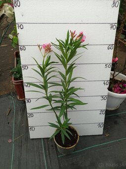 Oleander , Leander - 4