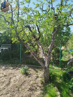 Na predaj záhrada v záhradkárskej osade v Šali – Veči - 4