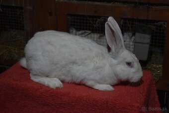 Predam Hyla samica - 4