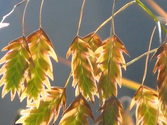 Plochoklasec - semienka - 4