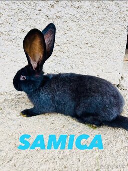 PREDÁM 4 mesačne kraliky NEMECKY OBROVITÝ STRAKAC - 4